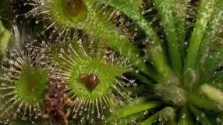 TIMELAPSE Drosera Aliciae [upl. by Nodnerb]