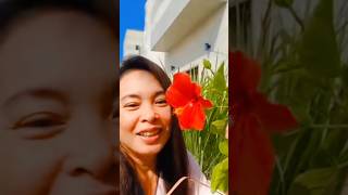 Amazing Gumamela flower viralshort ofw singlemoms [upl. by Burgess]