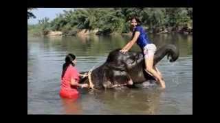 Elephant Bath amp Ride  Thailandwmv [upl. by Uohk666]