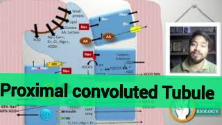 Proximal convoluted Tubule in hindi [upl. by Werdnael]