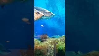 Go Fish water Tyla fish fishvideo aquarium gofish shortvideo youtubeshorts [upl. by Petie]