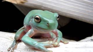 Whites Tree Frog shedding HD [upl. by Edmead]