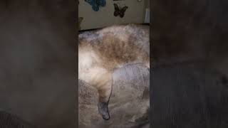 Spread Eagle Siamese funny cat music song [upl. by Maurizia]