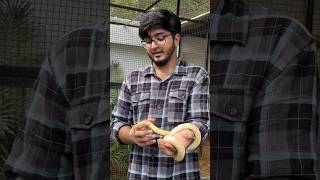 Corn snake 🐍 price in India guntakal ytshorts viralshorts telugushorts trendingshorts telugu [upl. by Akirahc]