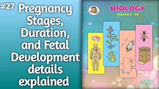 Pregnancy Stages Duration and Fetal Development l pregnancy details explained 12thclassbiology [upl. by Suirrad48]