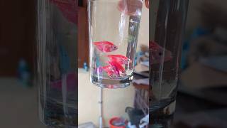 How Widow Tetra Glow Fish looks in a Glass Bottle  Widow Tetra Breeding [upl. by Eelyk563]