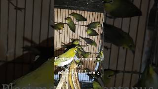 Pleci monthy montanus 36rb full stok kicaumania abadibirdcibinong [upl. by Laeira]