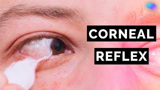 Corneal Reflex Assessment  CN V  OSCE Clip  UKMLA  CPSA [upl. by Finegan53]