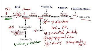 USMLE ACE Video 40 Phenylketonuria vs Alkaptonuria  Tyrosine Metabolism Pathway [upl. by Maon352]