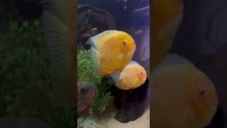 The Severum Cichlids in the 180 Gallon Aquarium [upl. by Barny828]