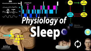 Sleep Physiology Animation [upl. by Pius889]