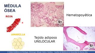 VIDEHISTO 14  Médula ósea  Tejido hematopoyético [upl. by Pearl]