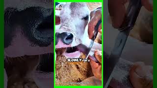 Saving a STARVING Calf with a Shocking Tongue Treatment [upl. by Lytton]