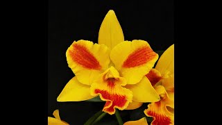 Potinara Burana Beauty una bella Cattleya  le leggende delle orchidee [upl. by Adnawal]