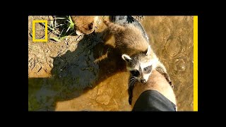 Adorable Raccoon Babies Make Human Friend  National Geographic [upl. by Nyra]