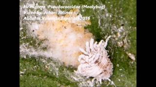 Hemiptera Pseudococcidae Mealybug v2 [upl. by Nixon]