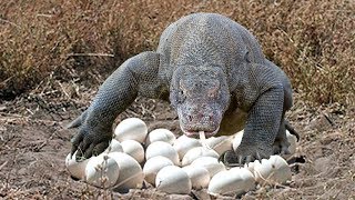 Komodo dragon laying eggs in cave in komodo island indonesia [upl. by Renwick]