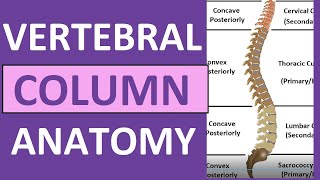 Vertebral Column Anatomy Bones Regions Curvatures Kyphotic Lordotic [upl. by Kusin579]