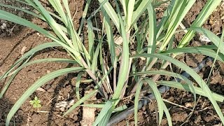 C0 86032 Tissue Culture sugarcane variety ऊस गन्ना [upl. by Everest]