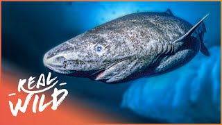 The Greenland Shark The Search For A 400YearOld Monster  Natural Kingdom  Real Wild [upl. by Selina623]