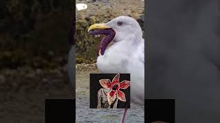 Gaviota Comiendo una Estrella de Mar🐦⭐️‼️ Laridae [upl. by Eliott707]