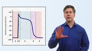 Detailed Animation on Action Potential [upl. by Ayifa]