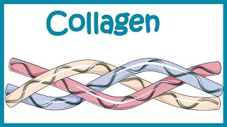 Collagen  Structure classification biosynthesis and clinical importance [upl. by Ardnos900]