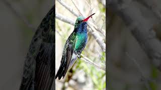 Broadbilled Hummingbird Sounds Video Soothing Nature Sounds [upl. by Yrrehc]