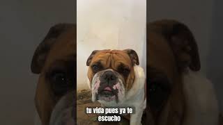 Tanto que le pedias al universo humor perros bulldog perrunos [upl. by Neelahtak325]