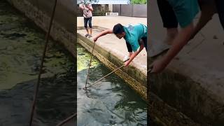 shorts trending crocodilevideo yt [upl. by Narat693]