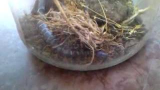 Giant Centipede from Bulgaria [upl. by Ocnarfnaig]