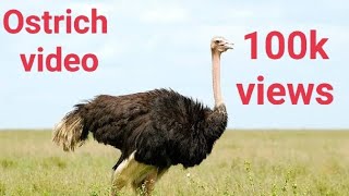 Ostrich ki new video 👍 har kisam ka Ostrich dekhen [upl. by Terryn737]