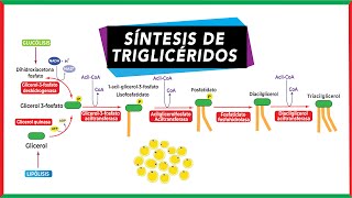 Síntesis de triglicéridos Lipogénesis  Metabolismo [upl. by Clemen252]