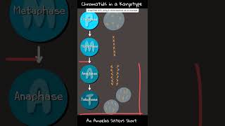 Chromatids in a Karyotype  Amoeba Sisters Shorts [upl. by Vey]