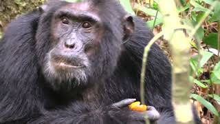 2016 Chimpanzee Kingdom [upl. by Calandra]