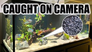 Cichlids Breeding Everywhere in the Fish Room [upl. by Mariam]