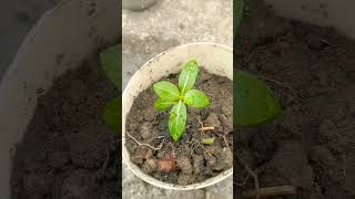 Plant lover। Raste me mila chhota sa plant। plantlover gardening [upl. by Aznarepse]