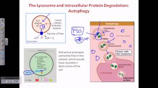 Autophagy [upl. by Nnylsia]