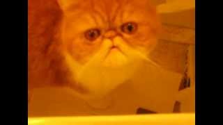 Exotic shorthair cat meows [upl. by Yrrak]