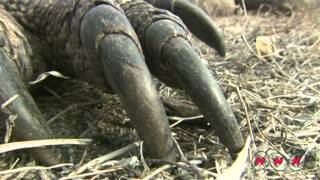 Komodo National Park UNESCONHK [upl. by Rochell]