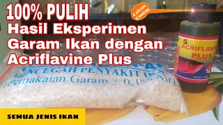 100 Pulih Hasil Eksperimen Garam Ikan dengan Acriflavine Plus Cairan Kuning [upl. by Anirehtac]