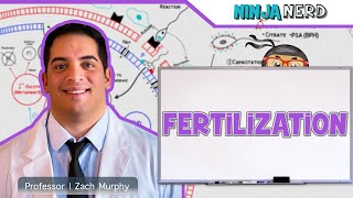 Reproductive System  Fertilization [upl. by Llerruj673]