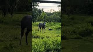 Caballo Spirit 🐴 manejando la tranquilidad después de una jornada de trabajo 🤠🙏 coleo rodeo [upl. by Ratcliff]