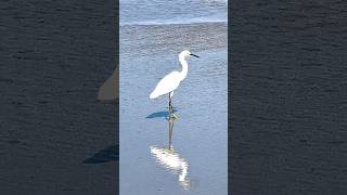 Bird at the Beach of Florida☀️ Bret 💫✨🌟 Florida Beach Birds [upl. by Beaumont]