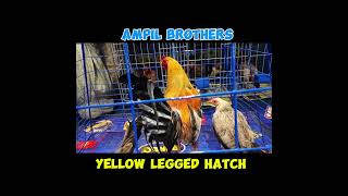 Fiestag 2024  Ampil Bros  Yrllow Legged Hatch shortvideo shorts [upl. by Harilda786]