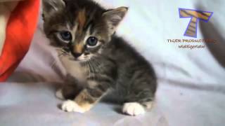 kleine kittens miauwen en praten leuke kat compilatie [upl. by Acirderf]