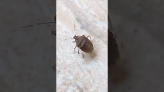 Brown Marmorated Stink Bug🤷‍♀️ bug insects [upl. by Ainig457]