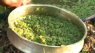 Azolla feed cultivation full details and simple method of farming [upl. by Llenrac917]