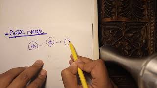 Embryology of Eye Optic Nerve development [upl. by Yenrab]