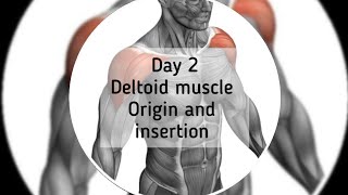 DAY 230 DELTOID MUSCLE ORIGIN AND INSERTION [upl. by Etra]